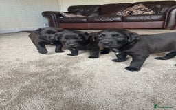 Mixed Breed dogs for sale: Labrador X Belgian Shepherd Belgiador  - Image 3