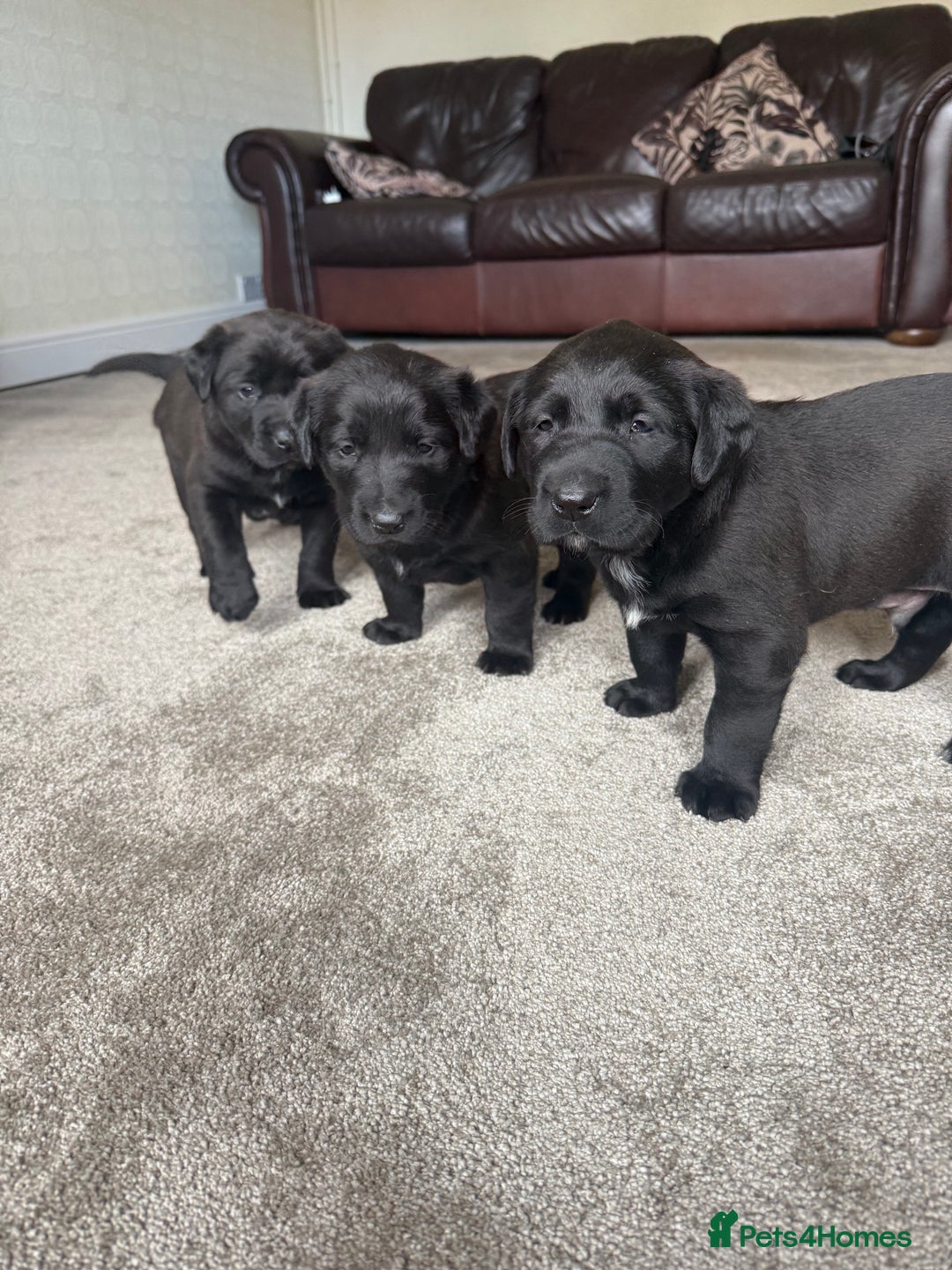 Mixed Breed dogs for sale: Labrador X Belgian Shepherd Belgiador  - Image 3