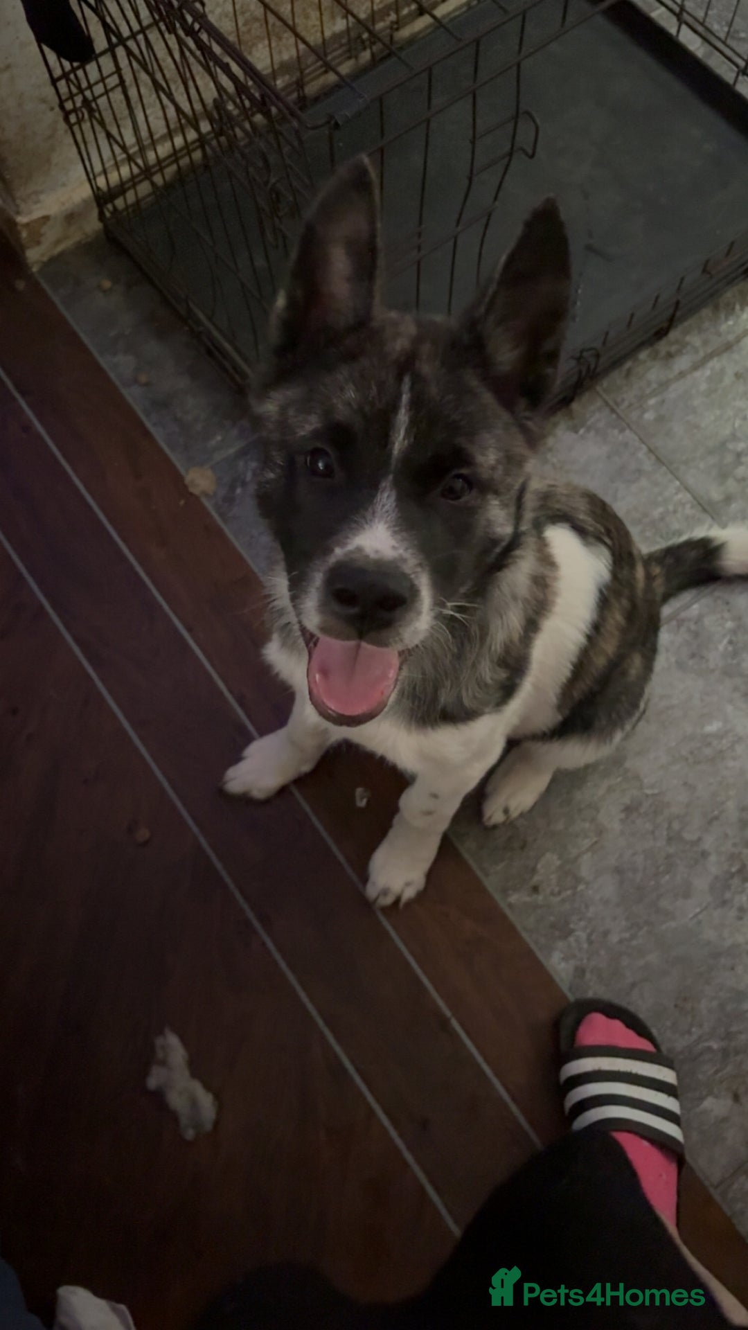 Akita dogs for sale: ‼️NO TIME WASTERS‼️ - Advert 3