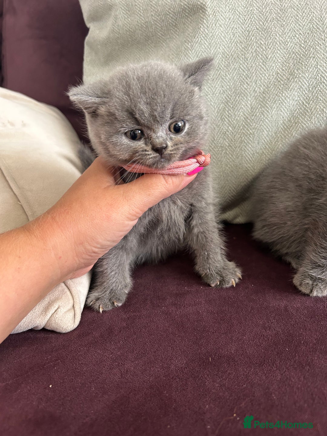 British Shorthair cats for sale: pedigree GCCF kittens available in 2 weeks time! - Image 18