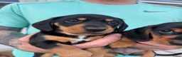 Miniature Dachshund dogs for sale: Ready now-1 KC registered miniature dachshund boy - Advert 12