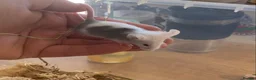 Mouse rodents for sale: Mice for sale  - Advert 1