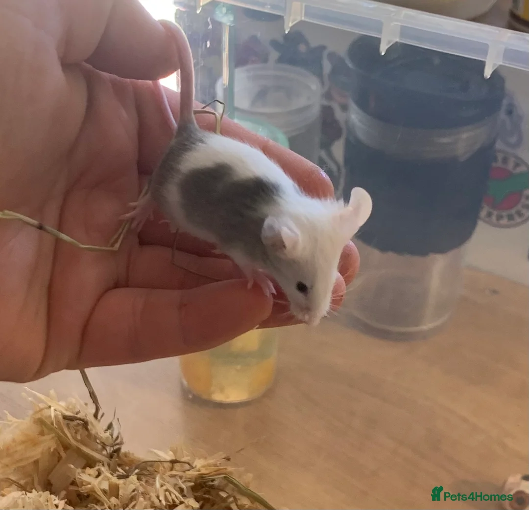 Mouse rodents for sale: Mice for sale  - Advert 1