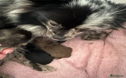 Pomeranian dogs for sale: Beautiful Poms ready 13th September - Image 8