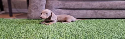 Miniature Dachshund dogs for sale: MINIATURE DACHSHUNDS PUPPIES  - Advert 21