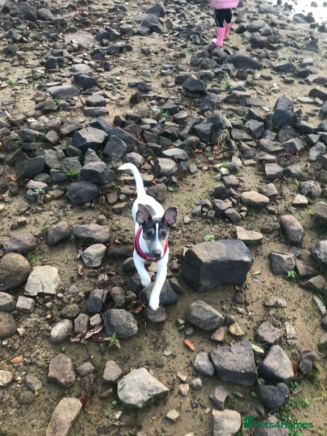 Jack Russell dogs for stud: Blue tri carrying chocolate miniature Jack Russell in Bradford - Advert 11