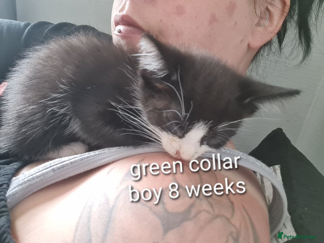 Mixed Breed cats for sale: 3 girls 2 boys kittens ready now  - Image 11