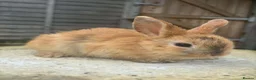 Mixed Breed rabbits for sale: 6 male netherland dwarf x mini lop bunnies - Advert 6