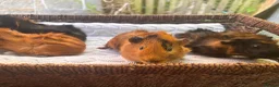 Guinea Pig rodents for sale: 4 beautiful boy guinea pigs  - Advert 2