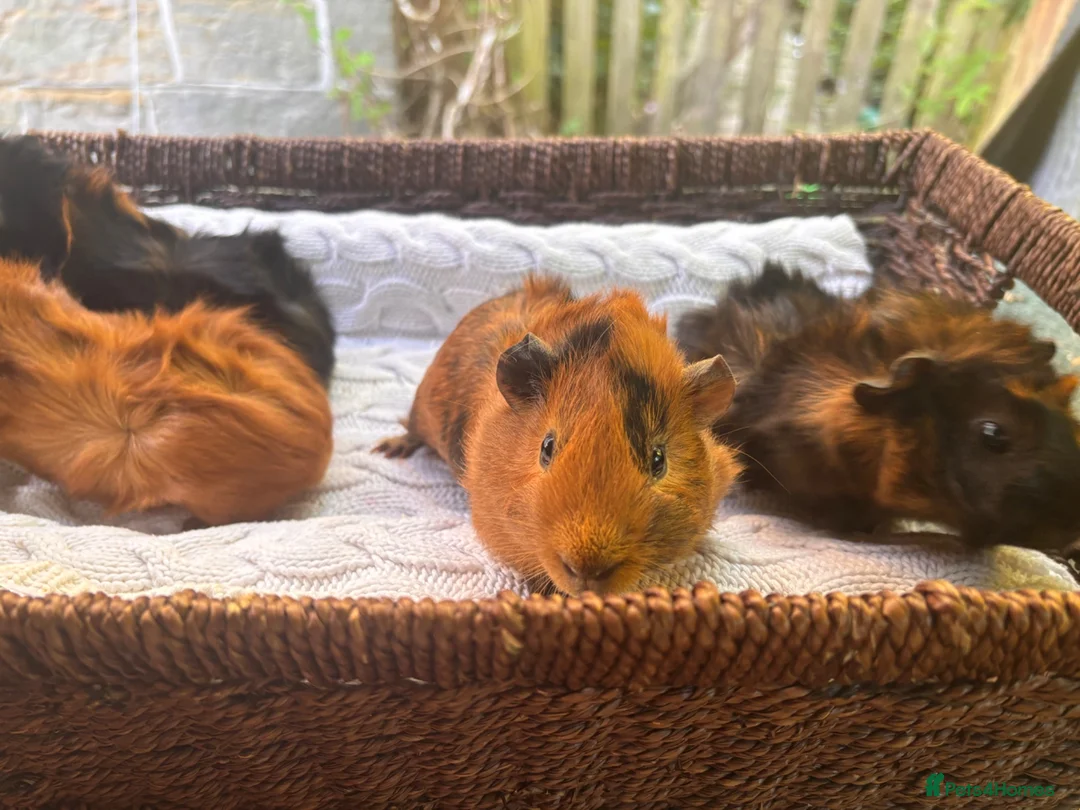 Guinea Pig rodents for sale: 4 beautiful boy guinea pigs  - Advert 2