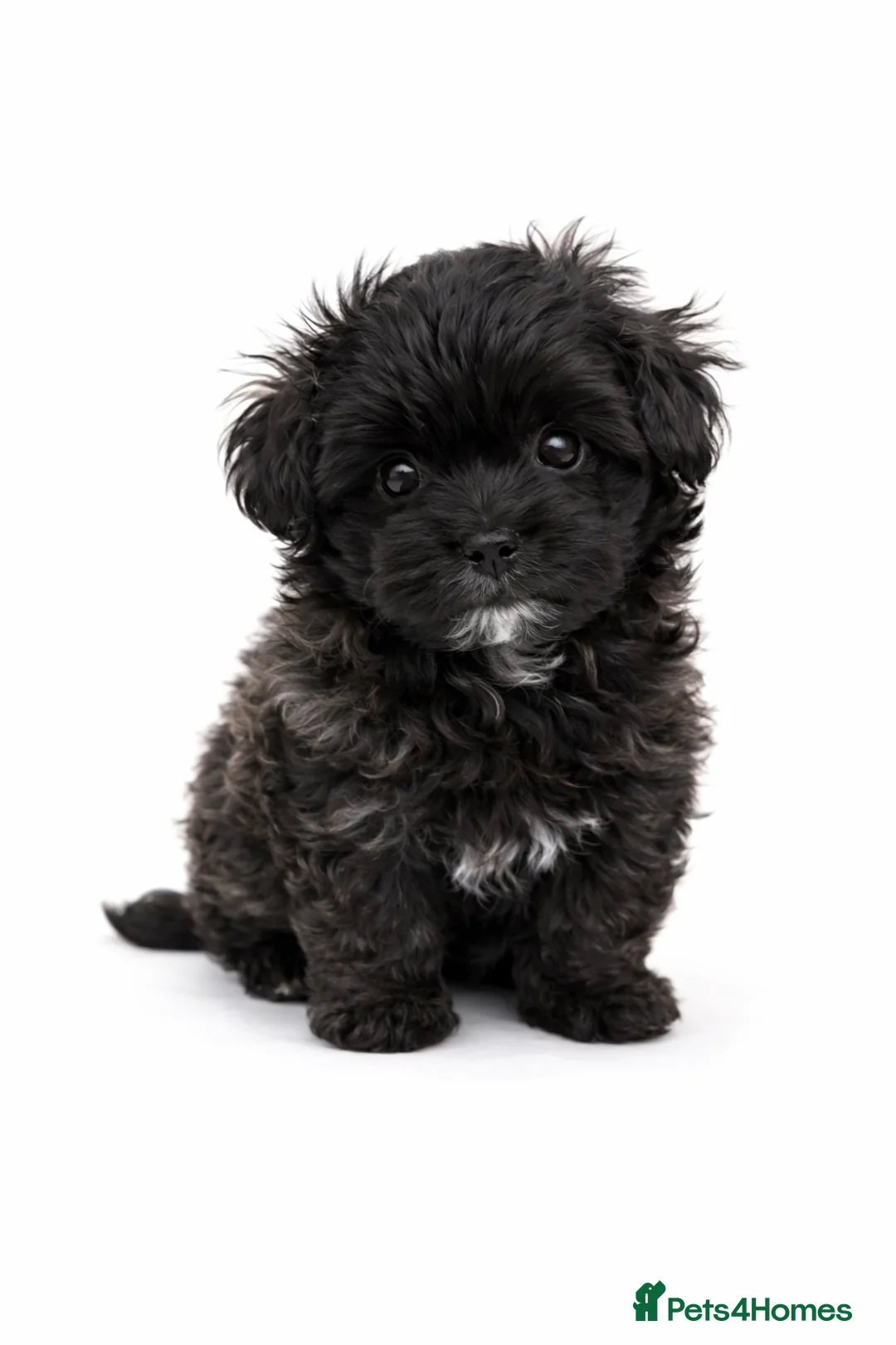 Maltipoo dogs for sale: Rare True Asian Teddy-Bear Maltipoo Puppies  - Advert 7