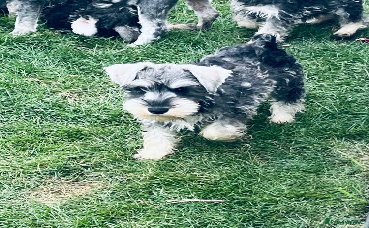 Miniature Schnauzer dogs - Advert 1