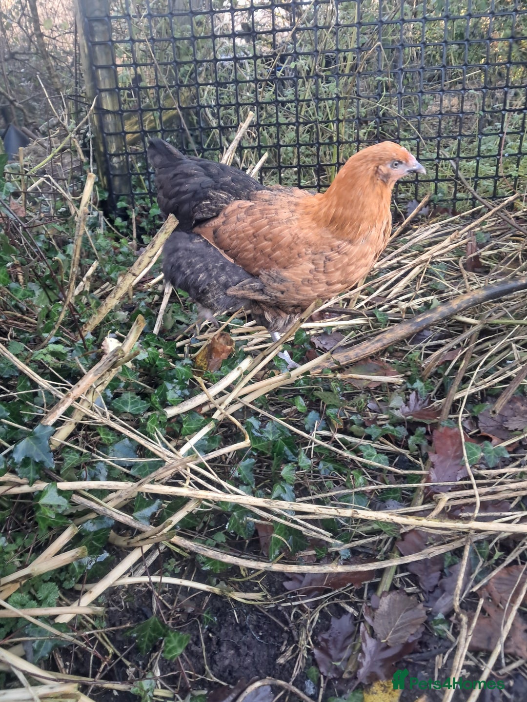 Chickens poultry for sale: POINT OF LAY PULLETS AVAILABLE  - Advert 20