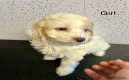 Cockapoo dogs for sale: Stunning f1 cockerpoo puppies for loving homes  - Advert 2