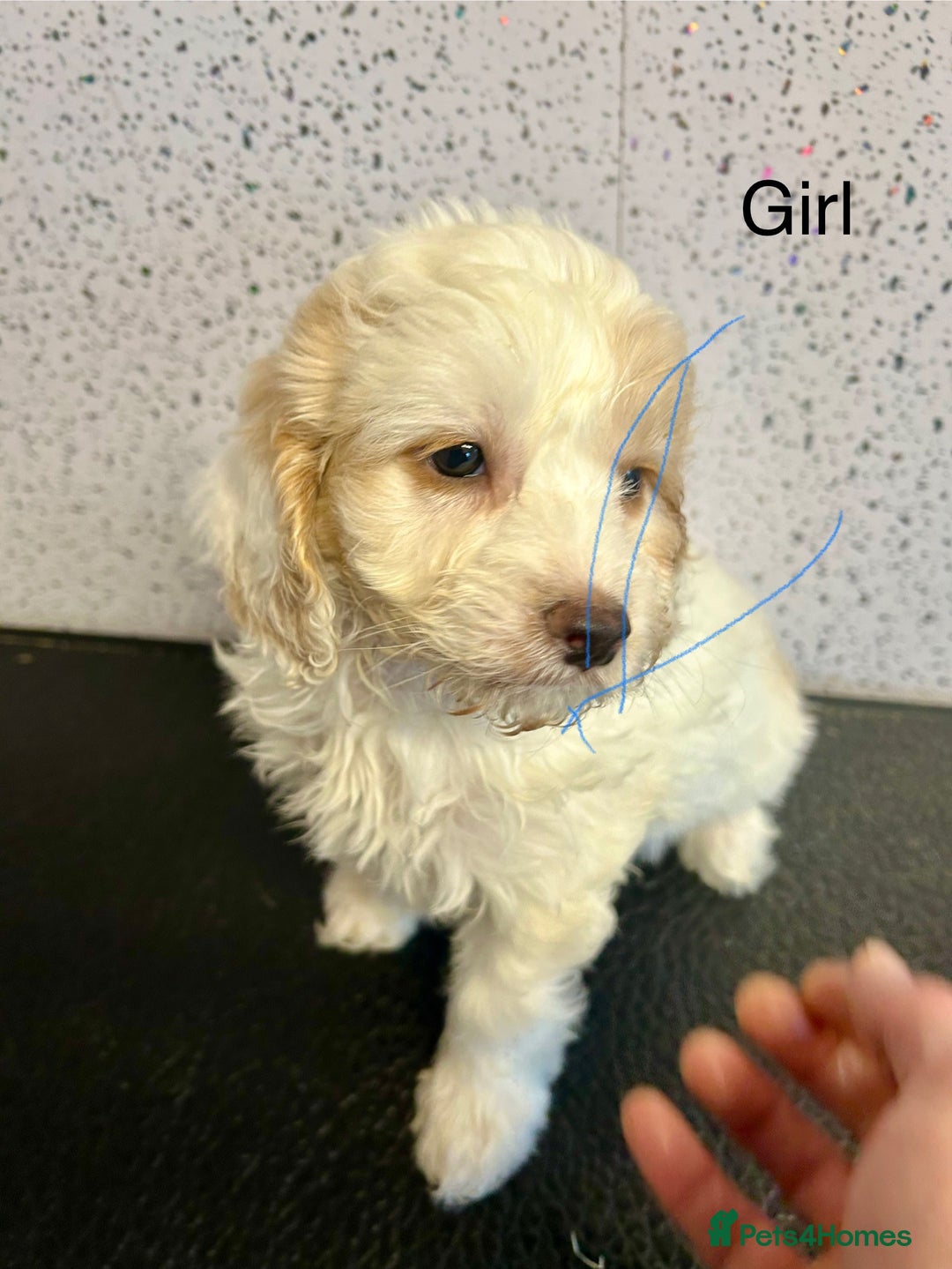 Cockapoo dogs for sale: Stunning f1 cockerpoo puppies for loving homes  - Advert 2