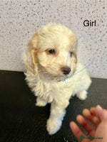 Cockapoo dogs Stunning f1 cockerpoo puppies for loving homes - Advert 16