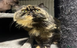 Persian cats for sale: Rare persian adult girl - Image 2