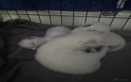 Ragdoll cats for sale: Absolutely Stunning litter of pure Ragdoll kittens - Image 17