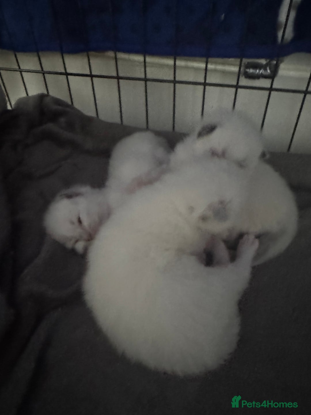 Ragdoll cats for sale: Absolutely Stunning litter of pure Ragdoll kittens - Image 17