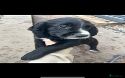 Cocker Spaniel dogs for sale: KC registered working Cocker Spaniel puppies - Image 21