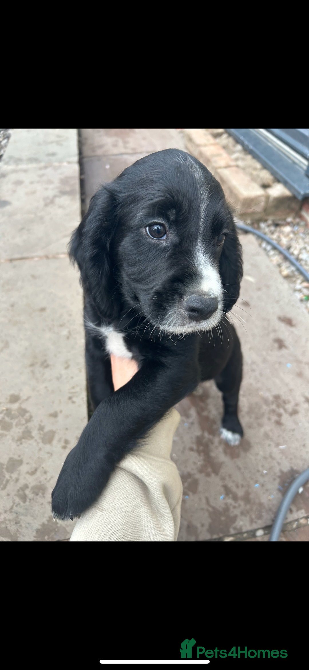 Cocker Spaniel dogs for sale: KC registered working Cocker Spaniel puppies - Image 21