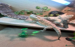 Bearded Dragon reptiles for sale: Bearded Dragon  - Image 5