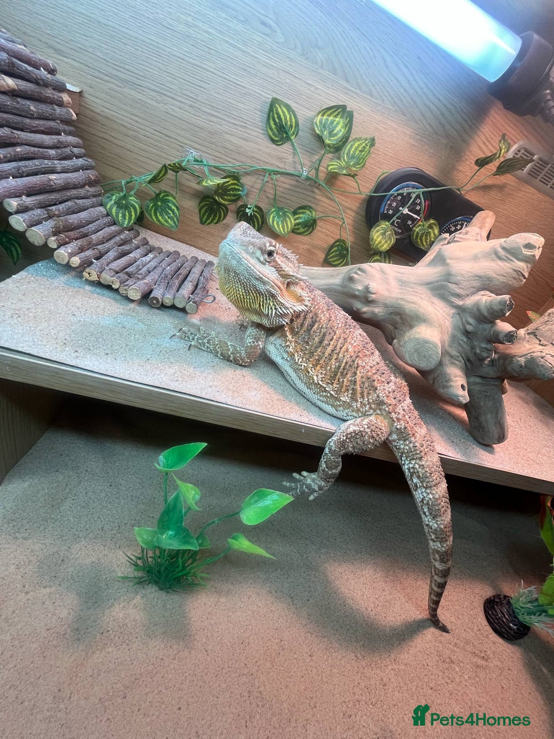 Bearded Dragon reptiles for sale: Bearded Dragon  - Image 5