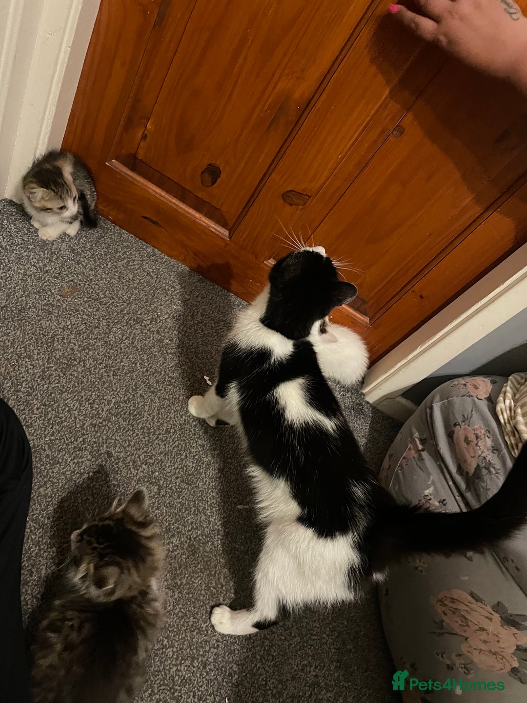 Mixed Breed cats for sale: 3 beautiful kittens  - Image 7
