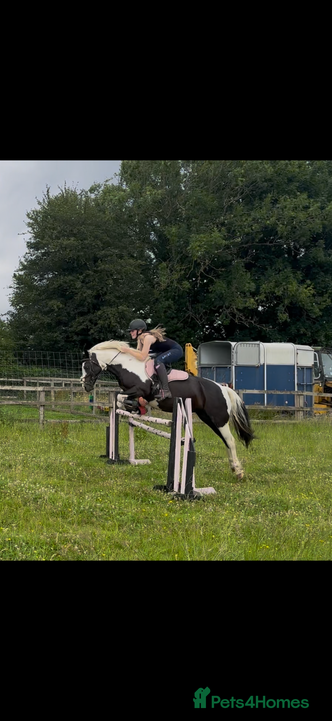 Other Breed horses for sale: Welsh pard bred  - Advert 5