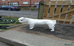 French Bulldog dogs for sale: French bulldog with blue husky coy - Advert 9