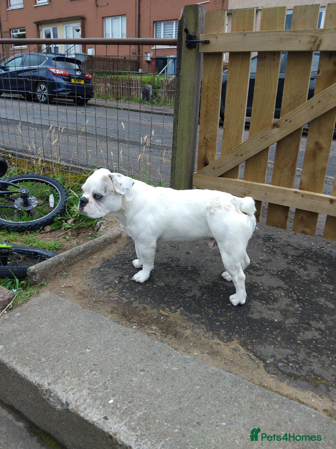 French Bulldog dogs for sale: French bulldog with blue husky coy - Advert 9