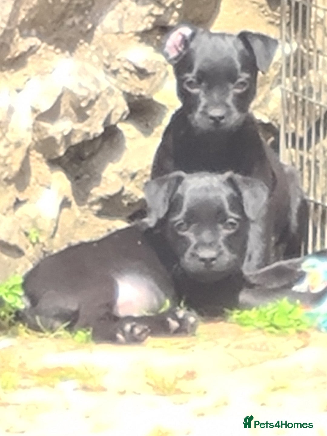 Mixed Breed dogs for sale: Border X Patterdale puppies  - Image 9