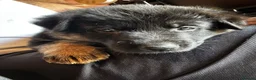 German Shepherd dogs for sale: Black & Red Show line German Shepherd in Bedford - Advert 9