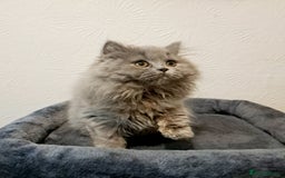 British Longhair cats for sale: TICA Beautiful Blue British Longhair Female - Image 1