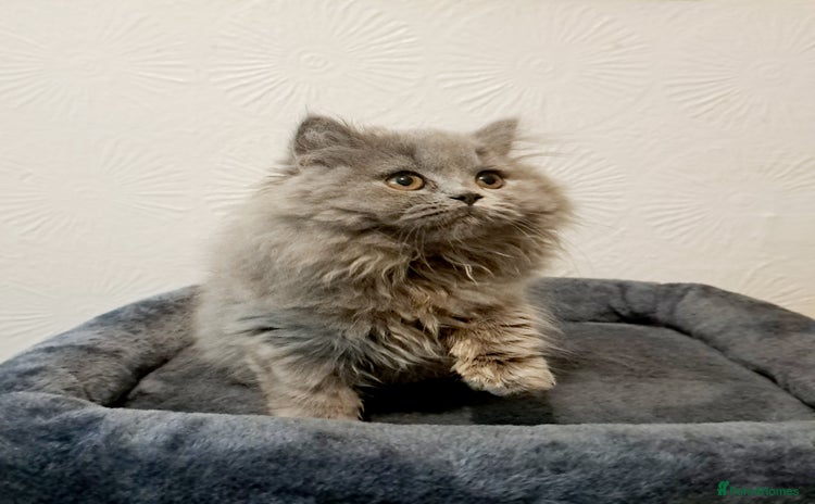 British Longhair cats - Advert 5
