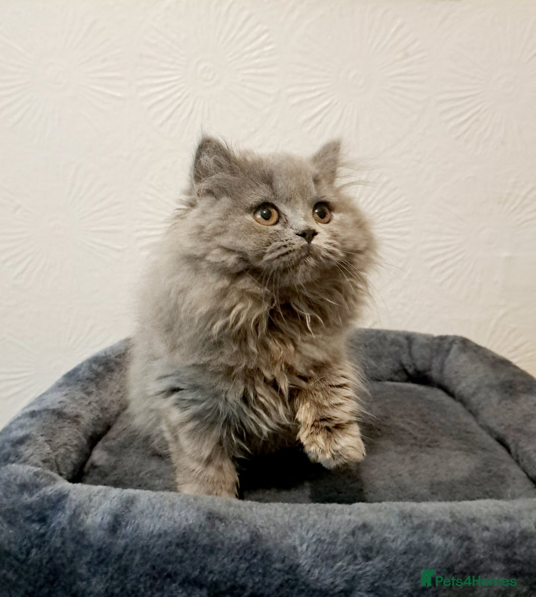 British Longhair cats for sale: TICA Beautiful Blue British Longhair Female - Image 1