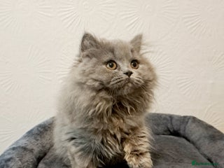 British Longhair cats - Advert 17