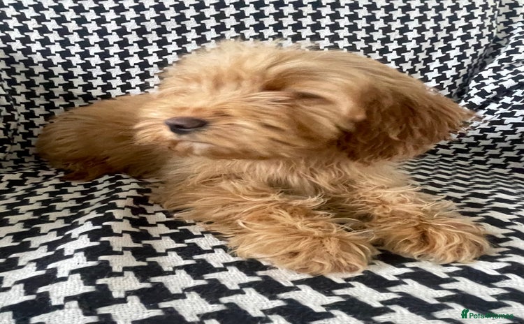 Cockapoo dogs REDUCED *** 1 female Cockapoo puppy for sale - Advert 13