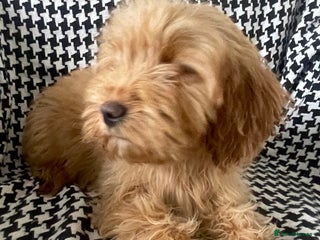 Cockapoo dogs REDUCED *** 1 female Cockapoo puppy for sale - Advert 10