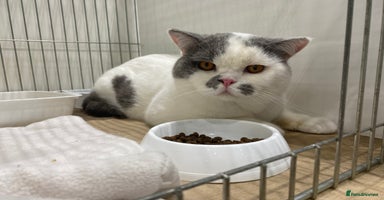 British Shorthair cats - Advert 16