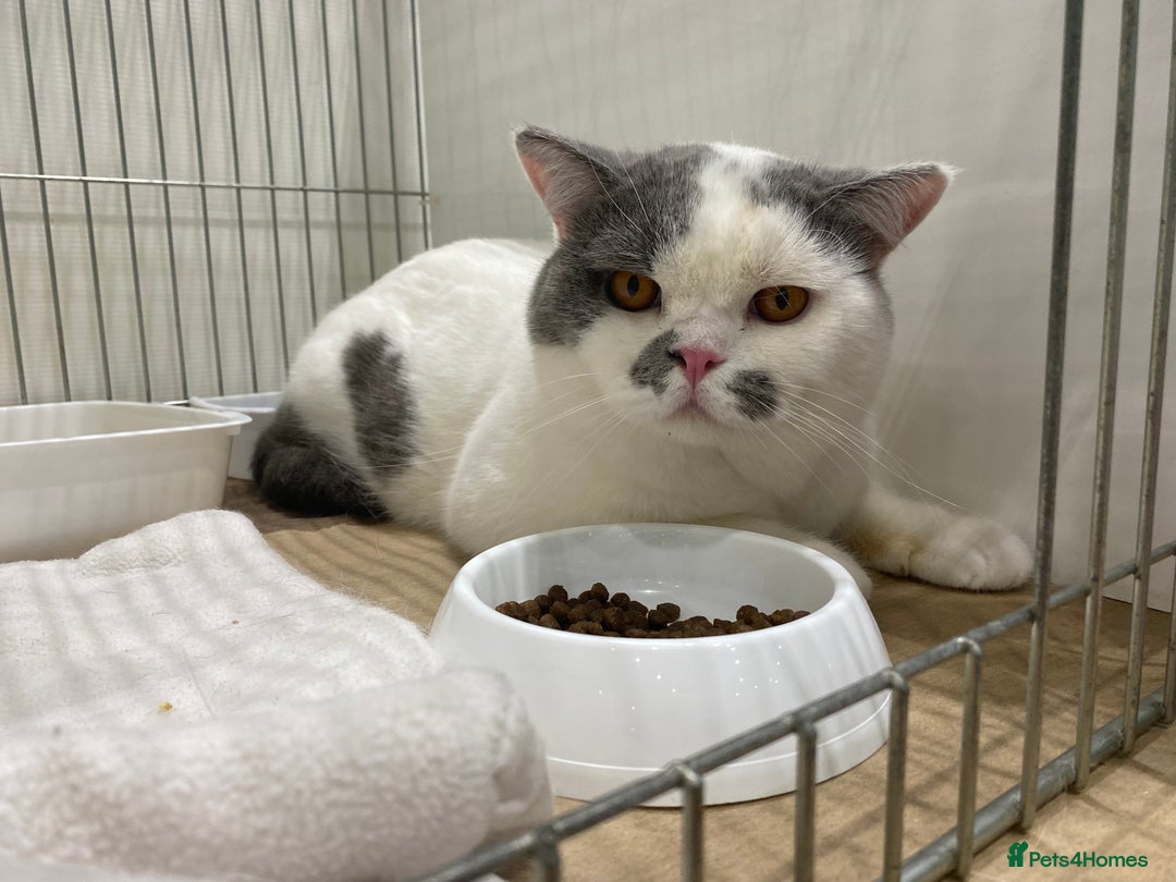 British Shorthair cats for sale: Show quality kittens direct IGrCh, GrCh & Ch lines - Image 2