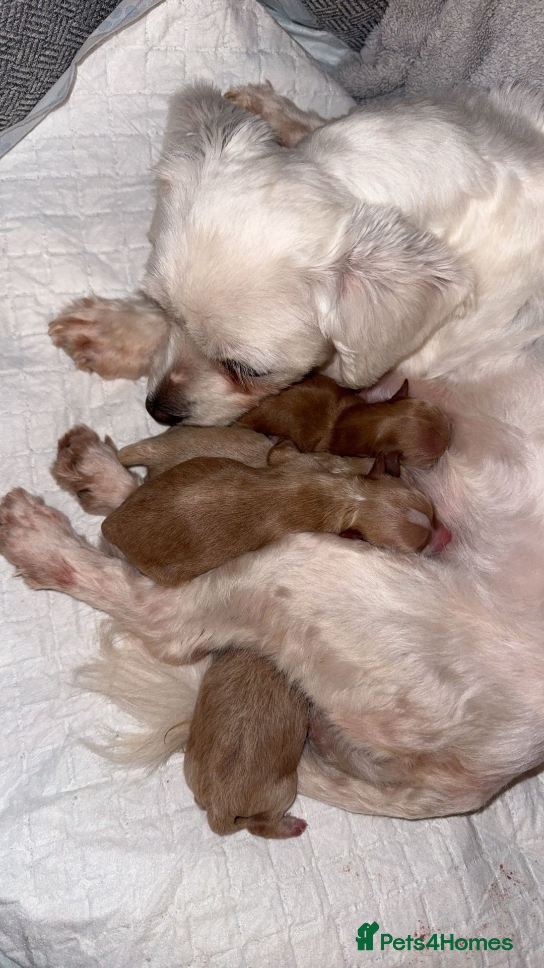 Maltipoo dogs for sale: Beautiful tiny F1 Asian Maltipoo puppies  - Advert 16