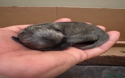 Chihuahua dogs for sale: Lovely blue fawn boy - Image 17