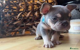 French Bulldog dogs for sale: Pedigree Frenchies - New Shade Isabella’s & Lilacs - Image 2