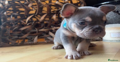 French Bulldog dogs Pedigree Frenchies - New Shade Isabella’s & Lilacs - Advert 13