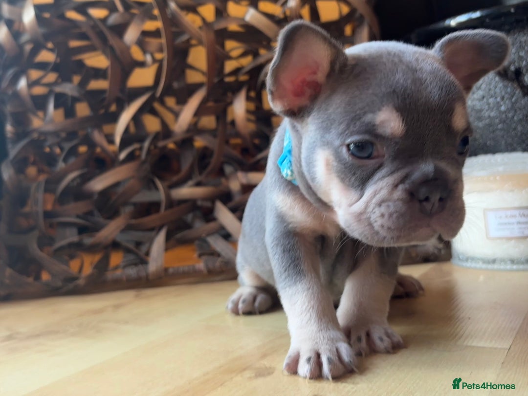 French Bulldog dogs for sale: Pedigree Frenchies - New Shade Isabella’s & Lilacs - Image 2
