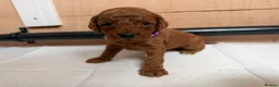 Cockapoo dogs for sale: F1b cockerpoo puppy’s  - Advert 16