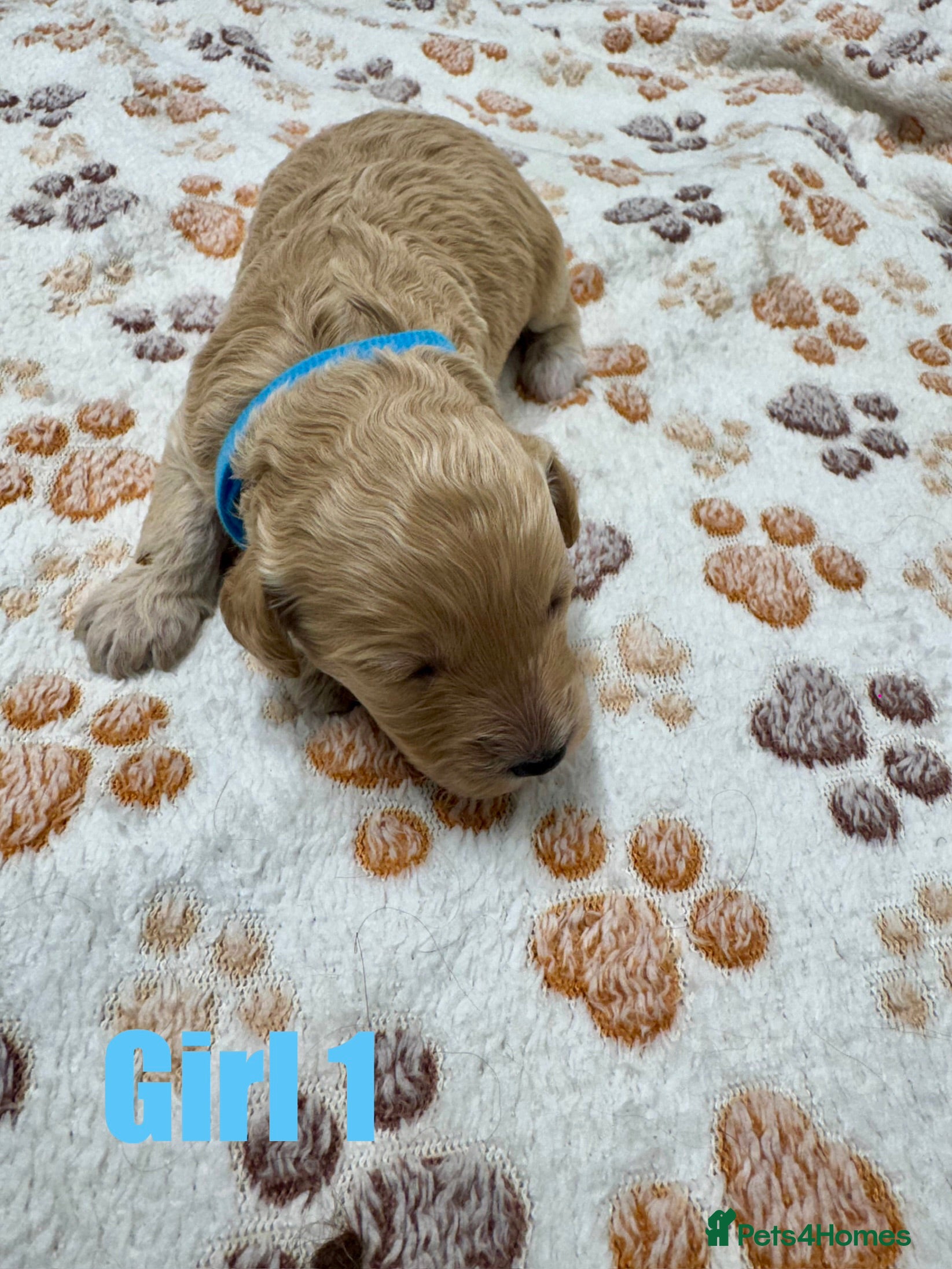 Cockapoo dogs Outstanding F1b Cockapoo Fully Health Tested  - Advert 14