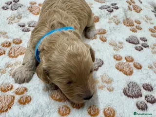 Cockapoo dogs Outstanding F1b Cockapoo Fully Health Tested - Advert 14