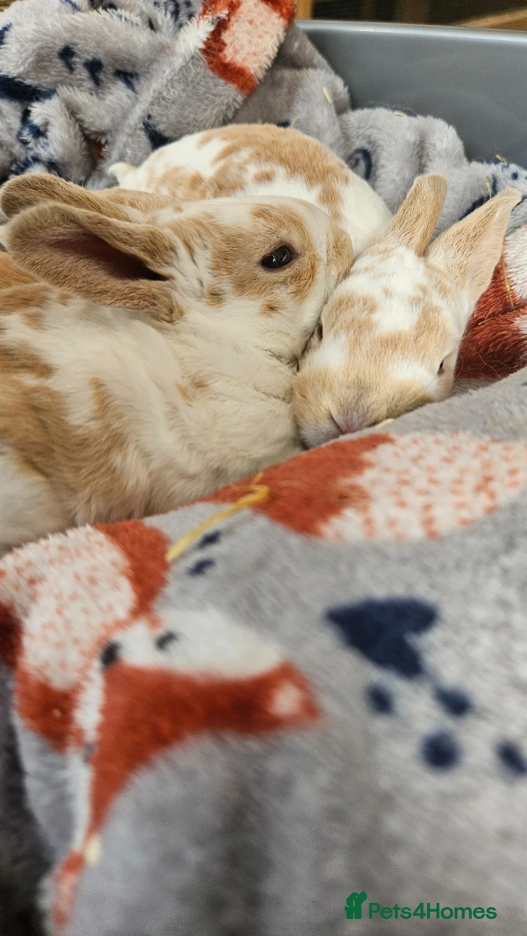 Rex rabbits for sale: Rex & Mini Rex Kits Available - Advert 2